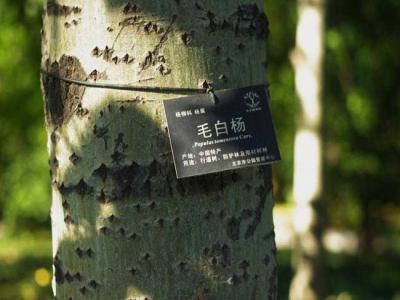 什么叫毛白楊？毛白楊有哪些特點？