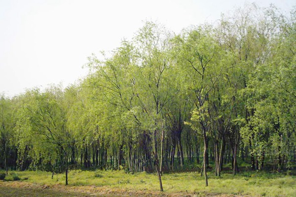 金絲垂柳是嫁接的嗎？