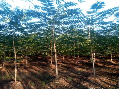 香椿和紅香椿二者有什么區(qū)別？