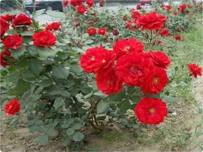 紅帽月季是爬藤月季嗎？