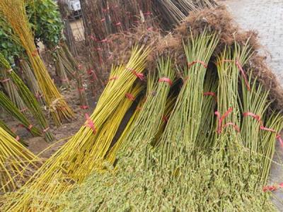 青皮柳黃皮柳哪個(gè)比較好？