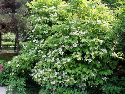 應該如何區別天目瓊花以及瓊花 ？