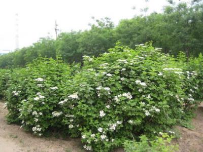 天目瓊花小苗可以去哪兒買 ？