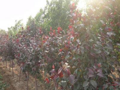 四公分紅寶石海棠小苗的具體價(jià)格是多少 ？