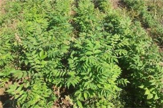 皂角種子怎么種，浸種催芽后進(jìn)行播種