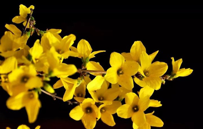 迎春花和連翹花有什么區別？