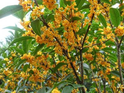 桂花樹苗批發(fā)售價多少？種植性價比如何？